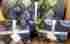 1083521 Marcy Pottery Barn Scallop Full Queen Quilt 2 Standard Shams Blue Green