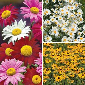 Ce2039 Collections Etc Crazy Daisies
