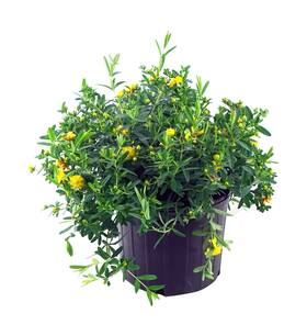 Shhys03 Green Promise Farms Hypericum Frondosum Sunburstft St. Johns Wort Shrub Yellow Flowers #3 - S