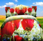 Prosperous Tulip 3D Printing Duvet Quilt Doona Covers Pillow Case Bedding Sets. Fixed Price $155.64.