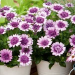 50+ Violet & White 3D Cape Daisy Seeds For Garden - Usa Free Shipping!. Fixed Price $5.48.